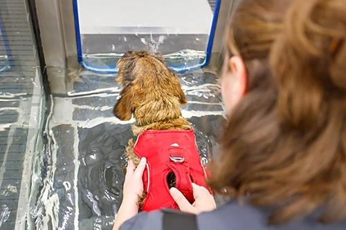 A dog using our Hydrotherapy facilities