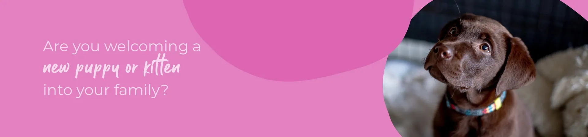 Start of Life for Your Puppy or Kitten