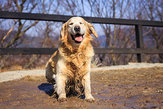 Alabama Rot Awareness