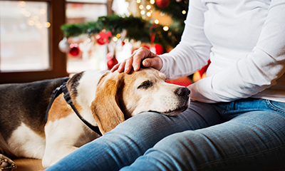Best products you need for your senior pet this Christmas