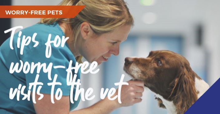 Tips for worry-free visits to Greenside Vets