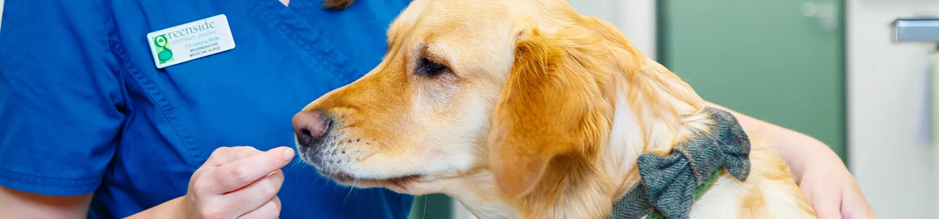 Pet Dental Care